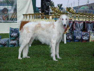 http://psovajaohota.com/wp-content/uploads/DSC03588.jpg
